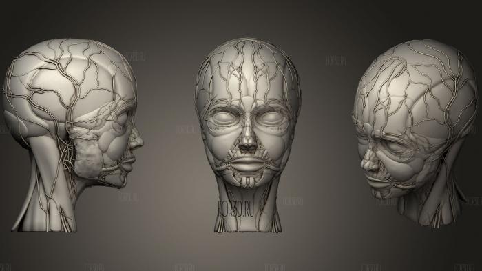 Анатомия человеческого лица 3d stl модель для ЧПУ